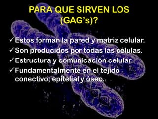 Están formadas por una repetición de disacáridos:acido irónico y hexosamida acetilada 1