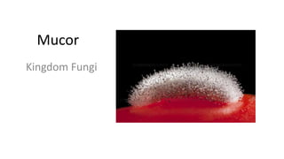 Mucor
Kingdom Fungi
 