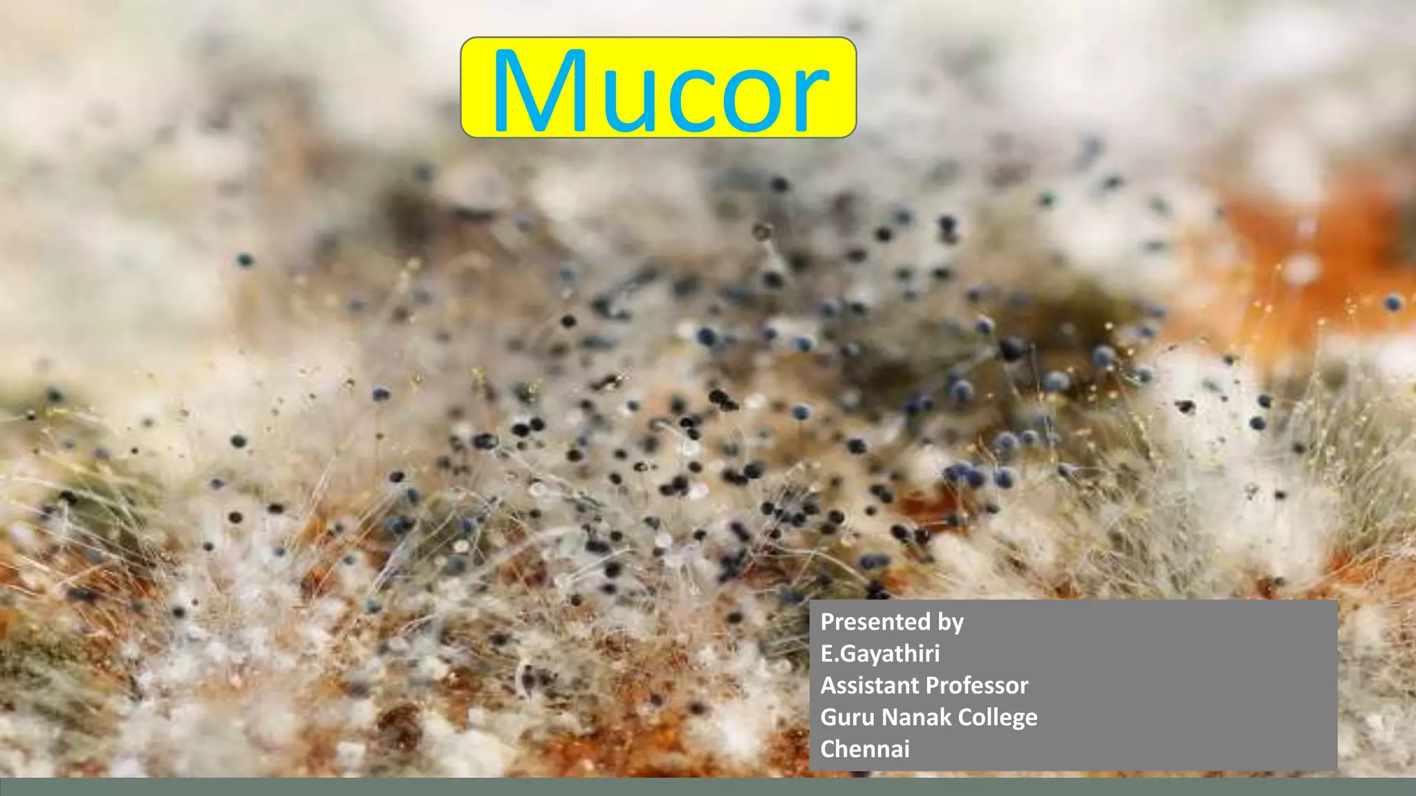 Mucor | PPT