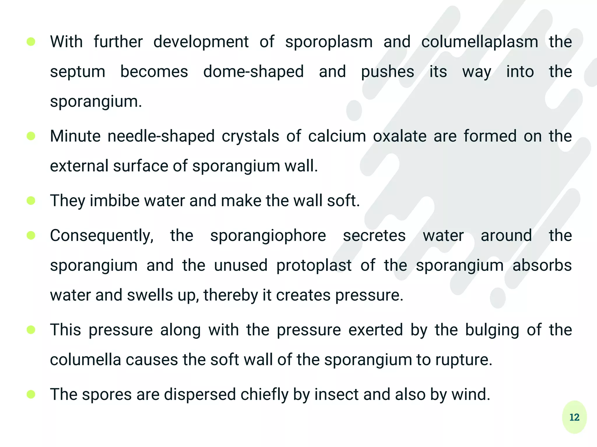 12
● With further development of sporoplasm and columellaplasm the
septum becomes dome-shaped and pushes its way into the
sporangium.
● Minute needle-shaped crystals of calcium oxalate are formed on the
external surface of sporangium wall.
● They imbibe water and make the wall soft.
● Consequently, the sporangiophore secretes water around the
sporangium and the unused protoplast of the sporangium absorbs
water and swells up, thereby it creates pressure.
● This pressure along with the pressure exerted by the bulging of the
columella causes the soft wall of the sporangium to rupture.
● The spores are dispersed chiefly by insect and also by wind.
 