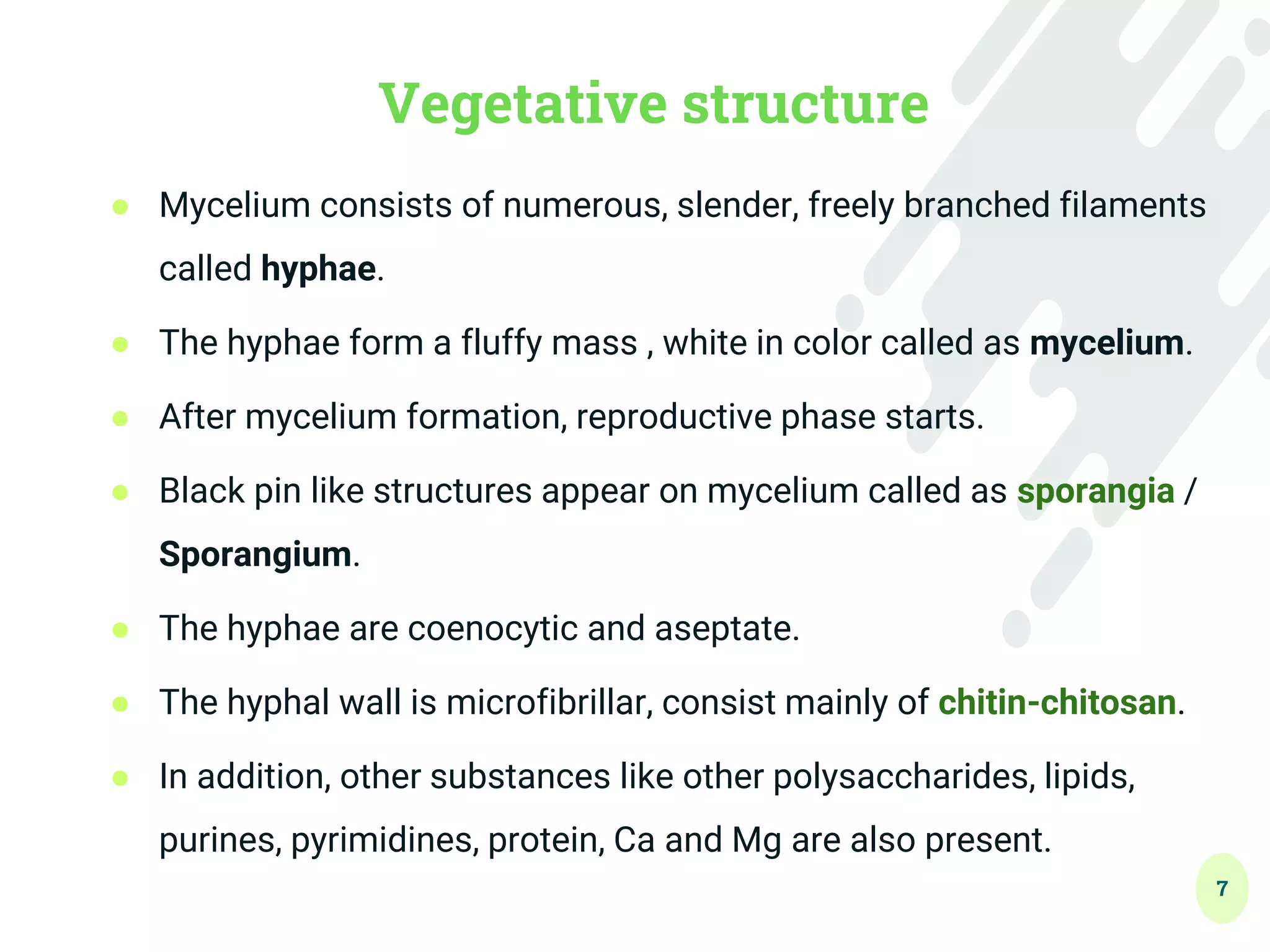 7
Vegetative structure
● Mycelium consists of numerous, slender, freely branched filaments
called hyphae.
● The hyphae form a fluffy mass , white in color called as mycelium.
● After mycelium formation, reproductive phase starts.
● Black pin like structures appear on mycelium called as sporangia /
Sporangium.
● The hyphae are coenocytic and aseptate.
● The hyphal wall is microfibrillar, consist mainly of chitin-chitosan.
● In addition, other substances like other polysaccharides, lipids,
purines, pyrimidines, protein, Ca and Mg are also present.
 
