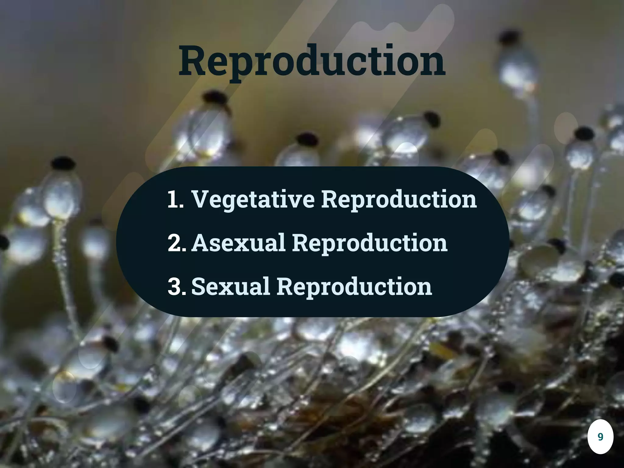 9
Reproduction
1. Vegetative Reproduction
2. Asexual Reproduction
3. Sexual Reproduction
 