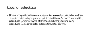 ketone reductase
• Rhizopus organisms have an enzyme, ketone reductase, which allows
them to thrive in high glucose, acidic conditions. Serum from healthy
individuals inhibits growth of Rhizopus, whereas serum from
individuals in diabetic ketoacidosis stimulates growth
 