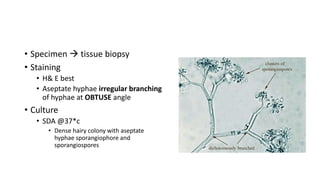 • Specimen  tissue biopsy
• Staining
• H& E best
• Aseptate hyphae irregular branching
of hyphae at OBTUSE angle
• Culture
• SDA @37*c
• Dense hairy colony with aseptate
hyphae sporangiophore and
sporangiospores
 