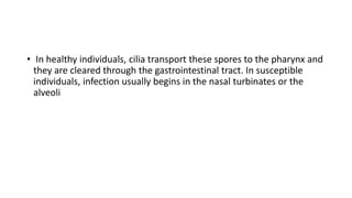• In healthy individuals, cilia transport these spores to the pharynx and
they are cleared through the gastrointestinal tract. In susceptible
individuals, infection usually begins in the nasal turbinates or the
alveoli
 