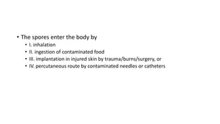 • The spores enter the body by
• I. inhalation
• II. ingestion of contaminated food
• III. implantation in injured skin by trauma/burns/surgery, or
• IV. percutaneous route by contaminated needles or catheters
 