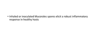 • Inhaled or inoculated Mucorales spores elicit a robust inflammatory
response in healthy hosts
 