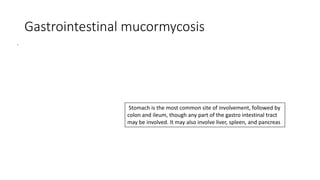 Gastrointestinal mucormycosis
Stomach is the most common site of involvement, followed by
colon and ileum, though any part of the gastro intestinal tract
may be involved. It may also involve liver, spleen, and pancreas
 