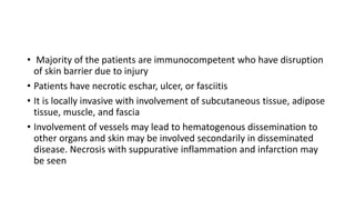 • Majority of the patients are immunocompetent who have disruption
of skin barrier due to injury
• Patients have necrotic eschar, ulcer, or fasciitis
• It is locally invasive with involvement of subcutaneous tissue, adipose
tissue, muscle, and fascia
• Involvement of vessels may lead to hematogenous dissemination to
other organs and skin may be involved secondarily in disseminated
disease. Necrosis with suppurative inflammation and infarction may
be seen
 