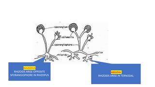 RHIZOPUS
RHIZOIDS ARISE OPPOSITE
SPORANGIOPHORE IN RHIZOPUS
ABSIDIA
RHIZOIDS ARISE IN TERNODAL
 