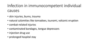 Infection in immunocompetent individual
causes
• skin injuries, burns, trauma
• natural calamities like tornadoes, tsunami, volcanic eruption
• combat-related injuries
• contaminated bandages, tongue depressors
• injection drug use
• prolonged hospital stay
 