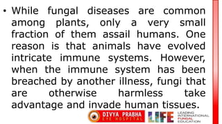 Mucormycosis & The Eye | PPTX