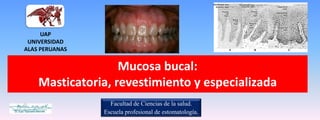 UAP
 UNIVERSIDAD
ALAS PERUANAS


                   Mucosa bucal:
    Masticatoria, revestimiento y especializada
                  Facultad de Ciencias de la salud.
                Escuela profesional de estomatología.
 