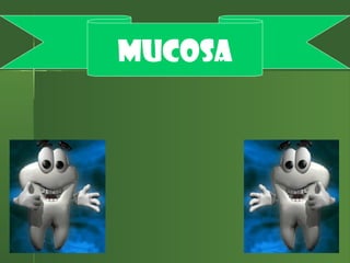 MUCOSA
 