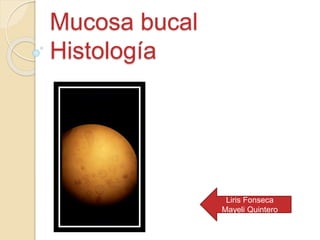 Mucosa bucal
Histología
Liris Fonseca
Mayeli Quintero
 