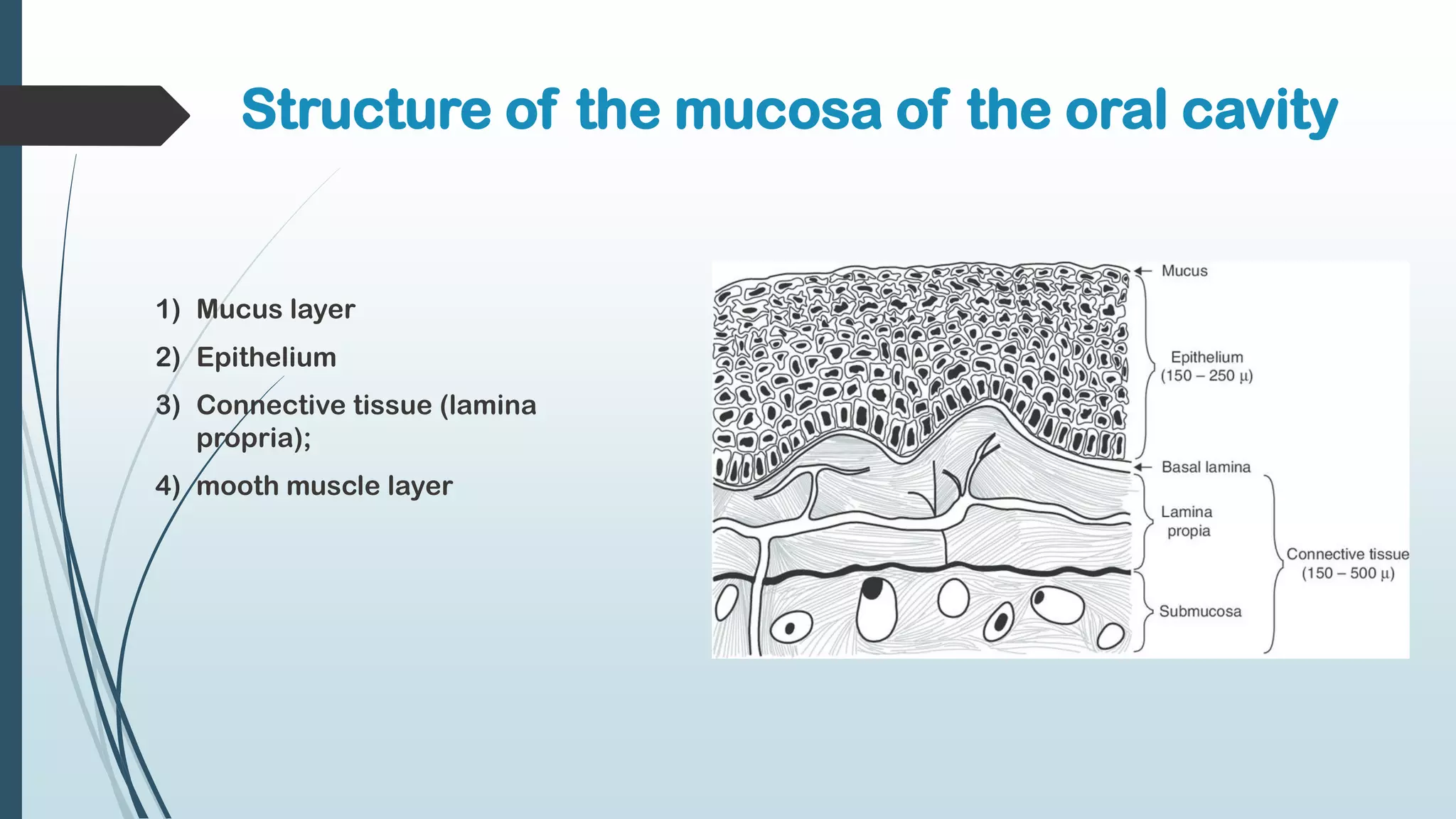 Structure of the mucosa of the oral cavity
1) Mucus layer
2) Epithelium
3) Connective tissue (lamina
propria);
4) mooth muscle layer
 