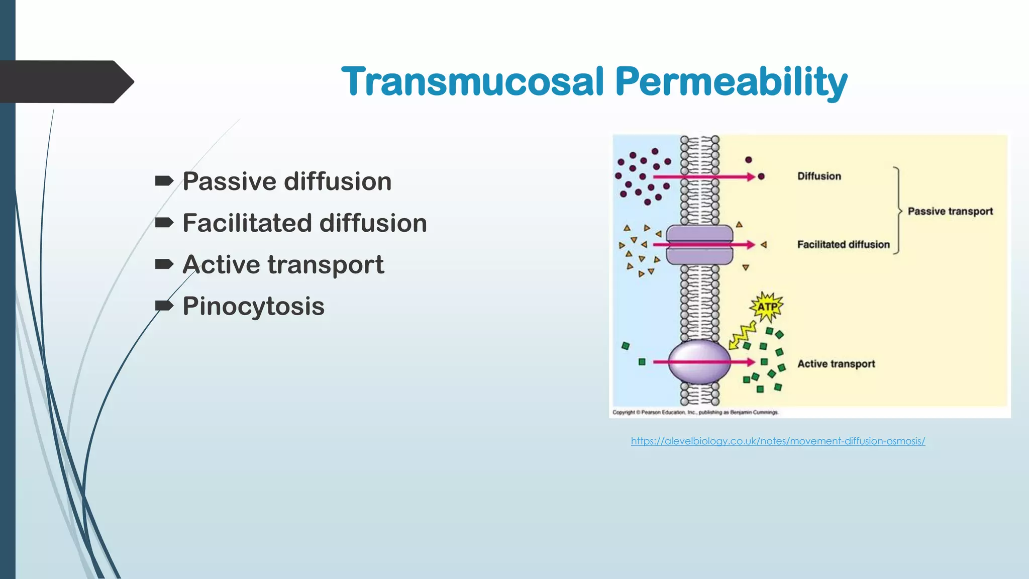  Passive diffusion
 Facilitated diffusion
 Active transport
 Pinocytosis
Transmucosal Permeability
https://alevelbiology.co.uk/notes/movement-diffusion-osmosis/
 