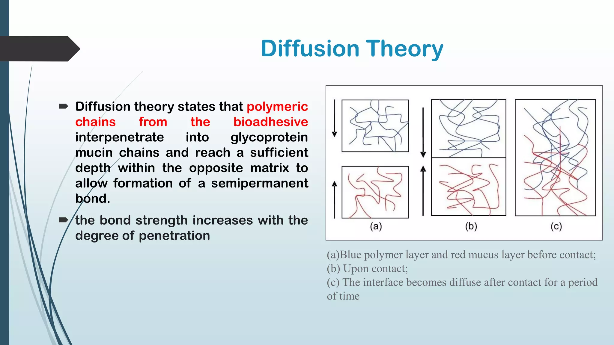 Diffusion Theory
 Diffusion theory states that polymeric
chains from the bioadhesive
interpenetrate into glycoprotein
mucin chains and reach a sufficient
depth within the opposite matrix to
allow formation of a semipermanent
bond.
 the bond strength increases with the
degree of penetration
(a)Blue polymer layer and red mucus layer before contact;
(b) Upon contact;
(c) The interface becomes diffuse after contact for a period
of time
 