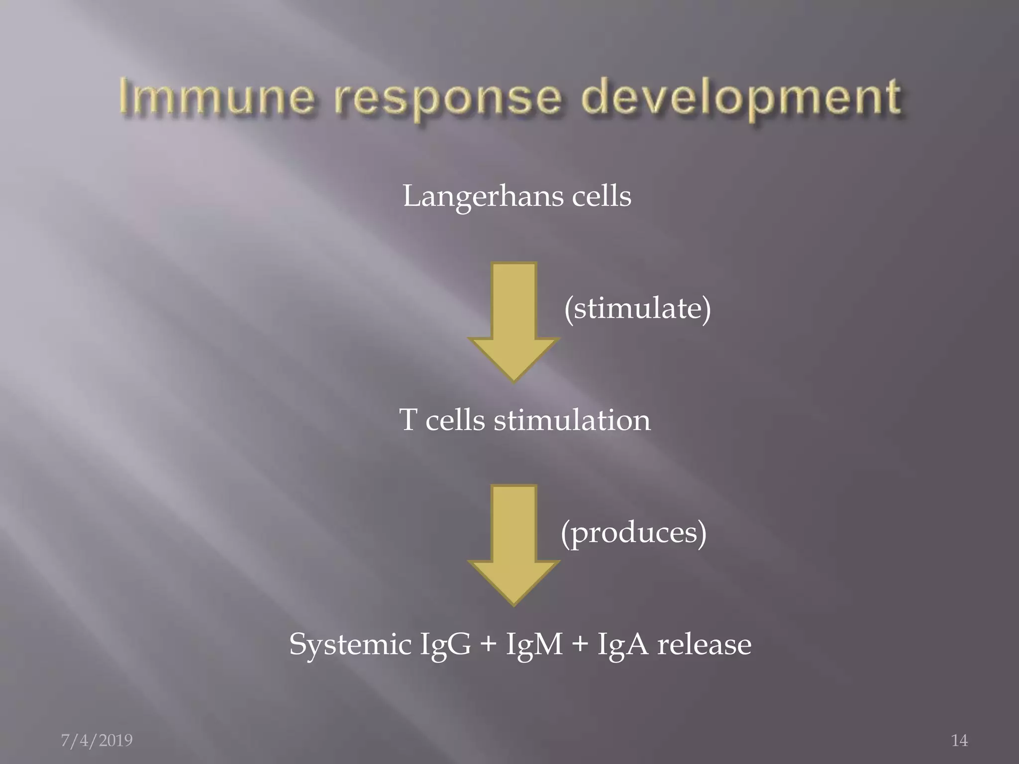Langerhans cells
(stimulate)
T cells stimulation
(produces)
Systemic IgG + IgM + IgA release
7/4/2019 14
 