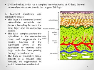 • Unlike the skin, which has a complete turnover period of 30 days, the oral
mucosa has a turnover time in the range of 3-8 days.
B. Basement membrane and
connective tissues:
• This layer is a continous layer of
extracellular materials and
forms a boundary between the
basal layer and the connective
tissues.
• This basal complex anchors the
epithelium to the connective
tissue and supplements the
barrier function of the
superficial layers of the
epithelium to prevent some
large molecules from passing
through the oral mucosa.
• The bulk of connective tissue
consists of a collagen fibre
network, the organization of
which determines mechanical
 