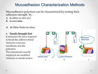 Mucoadhesion Characterization Methods
Mucoadhesive polymers can be characterised by testing their
adhesion strength by –
A. in vitro/ ex vivo and
B. in vivo tests.
A. In Vitro Tests/ ex-vivo:
a. Tensile Strength Test:
It measures the force required
to break the adhesive bond
between a mucous
membrane and the
polymers.
The instruments usually
employed are modified
balances or tensile testers.
 