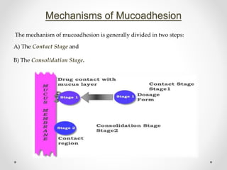 Mechanisms of Mucoadhesion
The mechanism of mucoadhesion is generally divided in two steps:
A) The Contact Stage and
B) The Consolidation Stage.
 