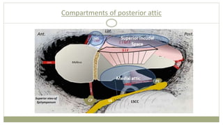 Mucosal folds and ventilation of middle ear | PPTX