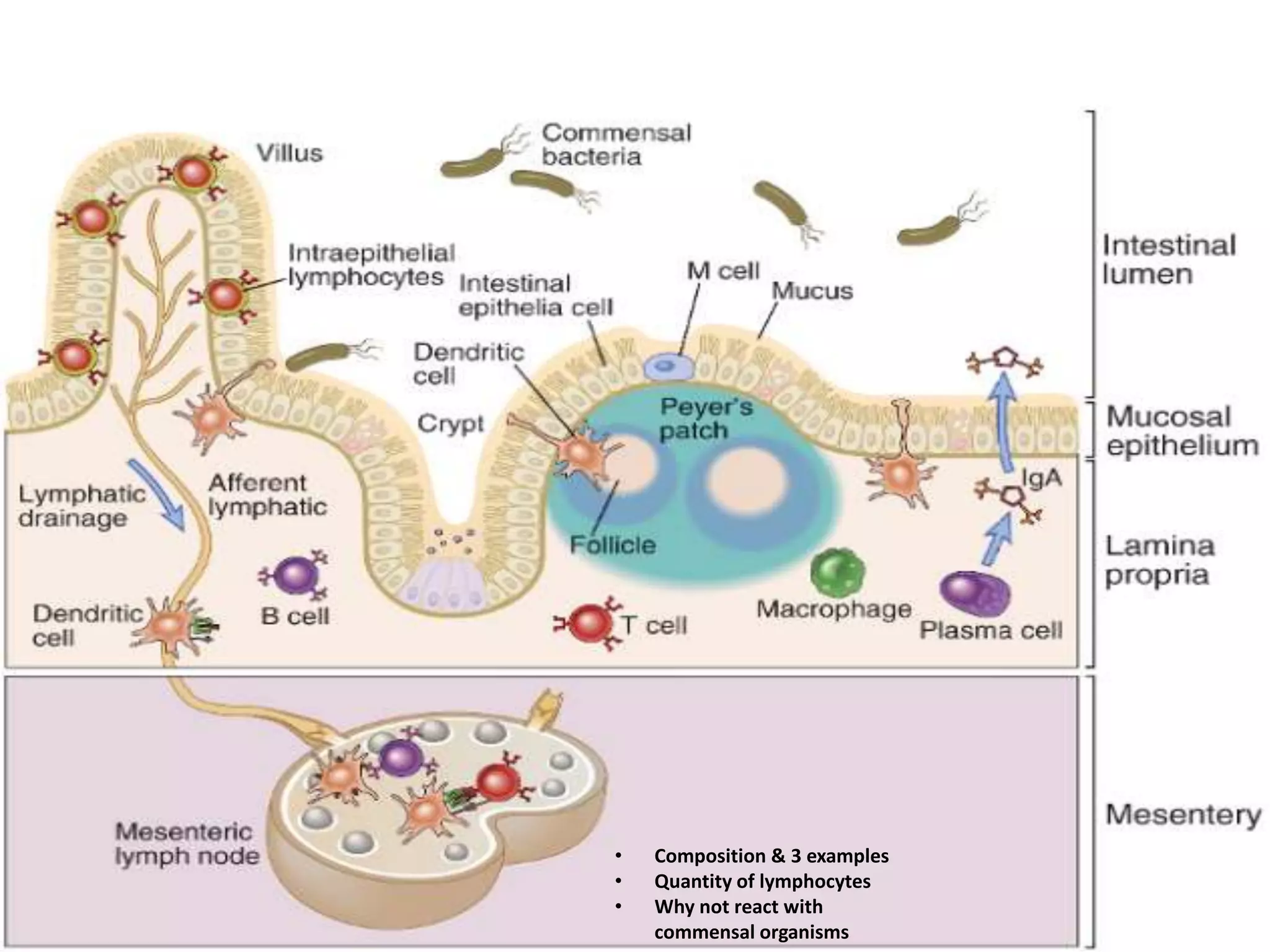 • Composition & 3 examples
• Quantity of lymphocytes
• Why not react with
commensal organisms
 