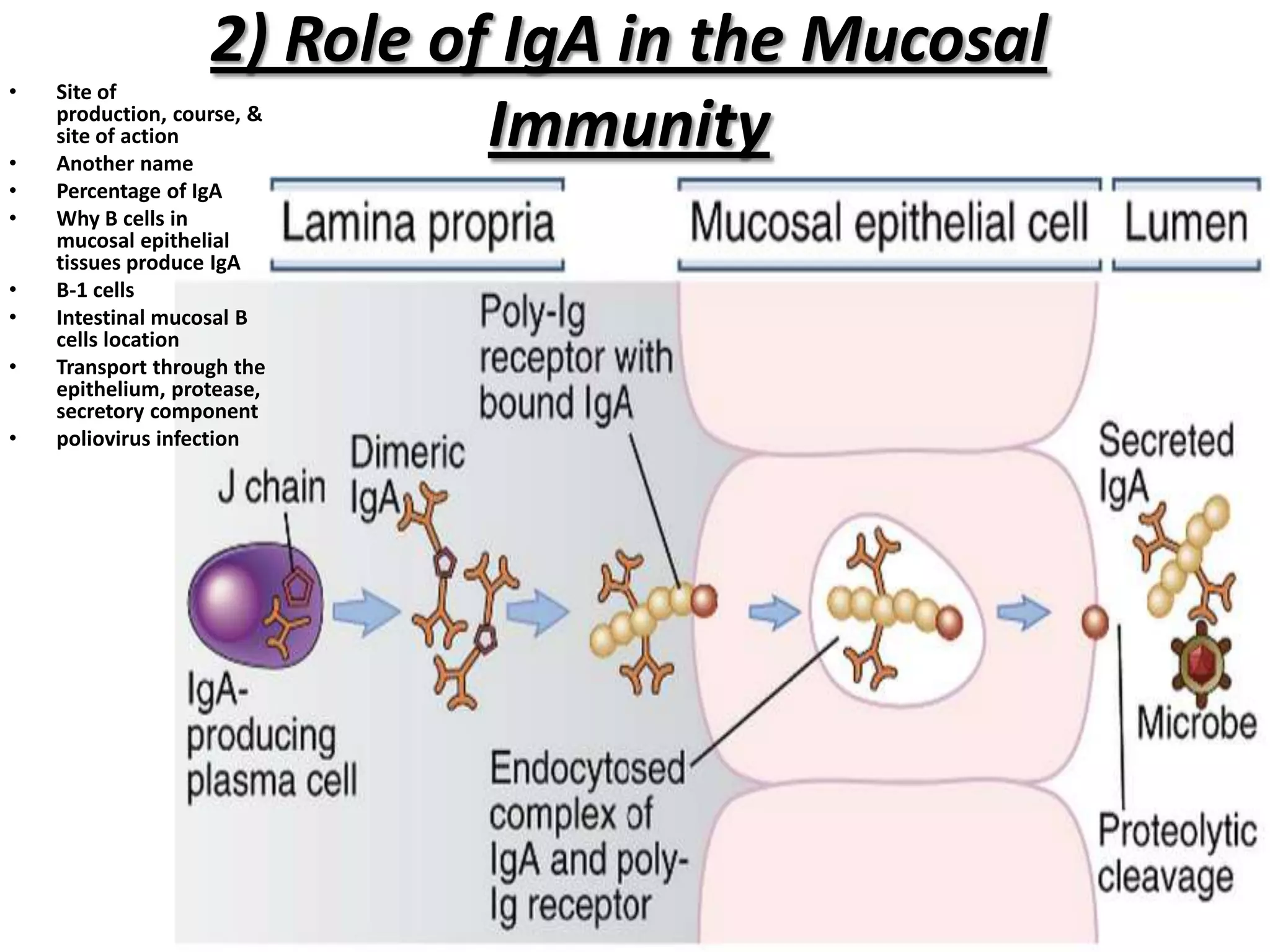 2) Role of IgA in the Mucosal
Immunity
• Site of
production, course, &
site of action
• Another name
• Percentage of IgA
• Why B cells in
mucosal epithelial
tissues produce IgA
• B-1 cells
• Intestinal mucosal B
cells location
• Transport through the
epithelium, protease,
secretory component
• poliovirus infection
 