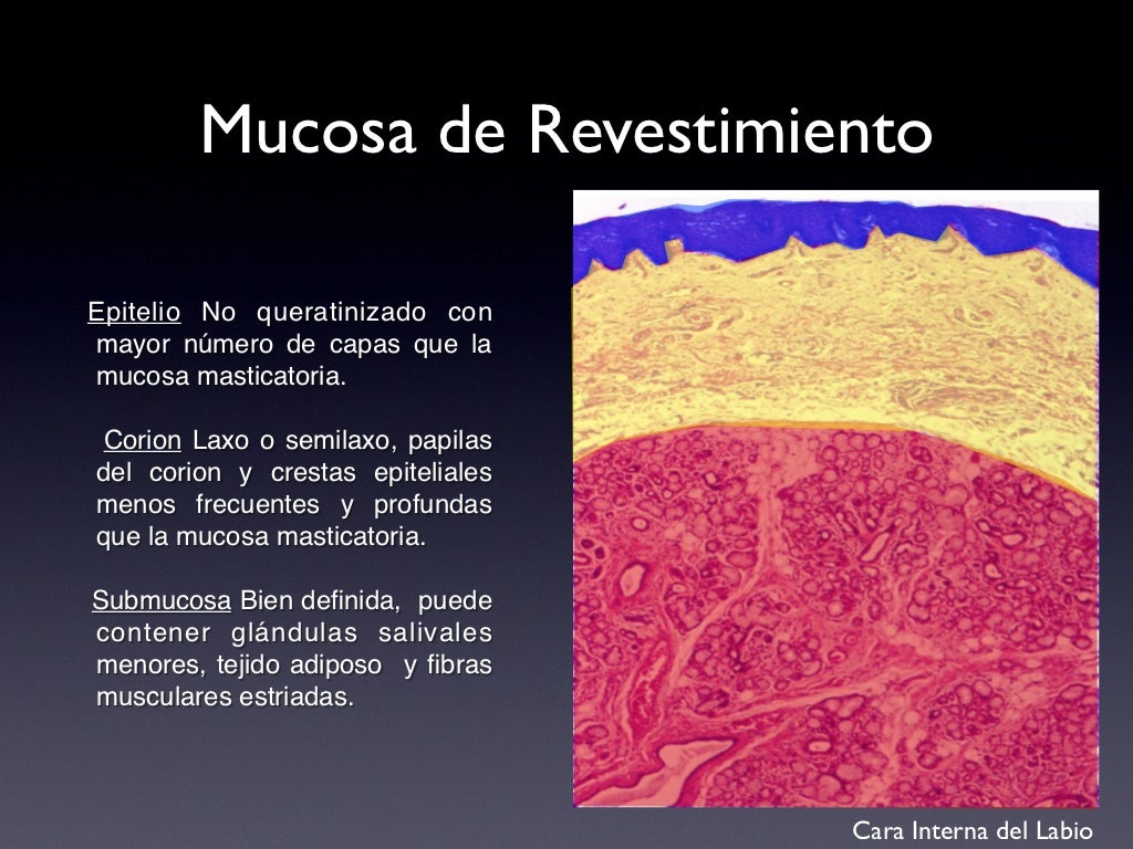 Mucosa oral