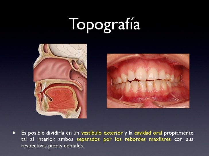 vestibulo oral que es mucosa oral vestibulo oral que es mucosa oral