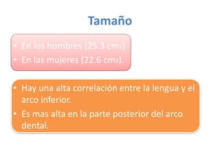 Tamaño
• En los hombres (25.3 cm3)
• En las mujeres (22.6 cm3).
• Hay una alta correlación entre la lengua y el
arco inferior.
• Es mas alta en la parte posterior del arco
dental.

 