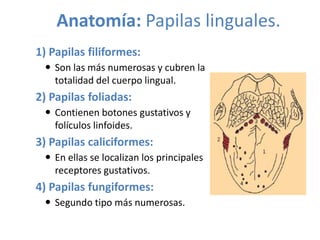 Anatomía: Papilas linguales.
1) Papilas filiformes:
 Son las más numerosas y cubren la
totalidad del cuerpo lingual.

2) Papilas foliadas:
 Contienen botones gustativos y
folículos linfoides.

3) Papilas caliciformes:
 En ellas se localizan los principales
receptores gustativos.

4) Papilas fungiformes:
 Segundo tipo más numerosas.

 