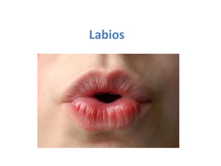 Labios

 