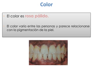 Color
• El color es rosa pálido.
• El color varía entre las personas y parece relacionarse
con la pigmentación de la piel.

 