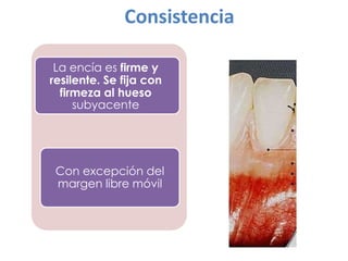 Consistencia
La encía es firme y
resilente. Se fija con
firmeza al hueso
subyacente

Con excepción del
margen libre móvil

 