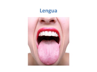 Lengua

 