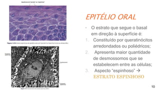 EPITÉLIO ORAL
10
▪ O estrato que segue o basal
em direção à superfície é:
1. Constituído por queratinócitos
arredondados ou poliédricos;
2. Apresenta maior quantidade
de desmossomos que se
estabelecem entre as células;
3. Aspecto “espinhoso” 
ESTRATO ESPINHOSO
 