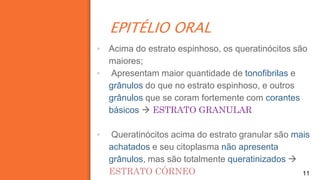 EPITÉLIO ORAL
11
▪ Acima do estrato espinhoso, os queratinócitos são
maiores;
▪ Apresentam maior quantidade de tonofibrilas e
grânulos do que no estrato espinhoso, e outros
grânulos que se coram fortemente com corantes
básicos  ESTRATO GRANULAR
▪ Queratinócitos acima do estrato granular são mais
achatados e seu citoplasma não apresenta
grânulos, mas são totalmente queratinizados 
ESTRATO CÓRNEO
 