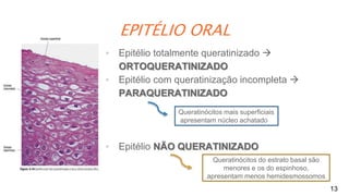 EPITÉLIO ORAL
13
▪ Epitélio totalmente queratinizado 
ORTOQUERATINIZADO
▪ Epitélio com queratinização incompleta 
PARAQUERATINIZADO
▪ Epitélio NÃO QUERATINIZADO
Queratinócitos mais superficiais
apresentam núcleo achatado
Queratinócitos do estrato basal são
menores e os do espinhoso,
apresentam menos hemidesmossomos
 