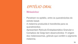 EPITÉLIO ORAL
15
▪ Melanócitos:
▪ Penetram no epitélio, entre os queratinócitos do
estrato basal;
▪ A melanina produzida é transferida para os
queratinócitos;
▪ Apresentam Retículo Endoplasmático Granular e
Complexo de Golgi bem desenvolvidos  origem
dos melanossomas, grânulo que contêm o pigmento
melanina.
 