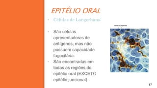 EPITÉLIO ORAL
17
▪ Células de Langerhans:
▪ São células
apresentadoras de
antígenos, mas não
possuem capacidade
fagocitária.
▪ São encontradas em
todas as regiões do
epitélio oral (EXCETO
epitélio juncional)
 