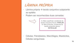 LÂMINA PRÓPRIA
19
▪ Lâmina própria  tecido conjuntivo subjacente
ao epitélio
▪ Podem ser reconhecidas duas camadas:
▪ Células: Fibroblastos, Macrófagos, Mastócitos,
Células sanguíneas
A- Mais superficial, constituída de
tecido conjuntivo frouxo: PAPILAR
B- Mais profunda, constituída de
tecido conjuntivo denso:
RETICULAR
 