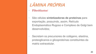 LÂMINA PRÓPRIA
20
▪ Fibroblastos:
▪ São células sintetizadoras de proteínas para
exportação, possuindo, assim, Retículo
Endoplasmático Rugoso e Complexo de Golgi bem
desenvolvidos;
▪ Secretam os precursores de colágeno, elastina,
proteoglicanos e glicoproteínas constituintes da
matriz extracelular.
 