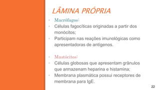 LÂMINA PRÓPRIA
22
▪ Macrófagos:
▪ Células fagocíticas originadas a partir dos
monócitos;
▪ Participam nas reações imunológicas como
apresentadoras de antígenos.
▪ Mastócitos:
▪ Células globosas que apresentam grânulos
que armazenam heparina e histamina;
▪ Membrana plasmática possui receptores de
membrana para IgE.
 