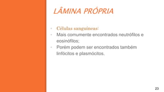 LÂMINA PRÓPRIA
23
▪ Células sanguíneas:
▪ Mais comumente encontrados neutrófilos e
eosinófilos;
▪ Porém podem ser encontrados também
linfócitos e plasmócitos.
 