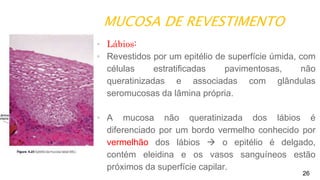 MUCOSA DE REVESTIMENTO
26
▪ Lábios:
▪ Revestidos por um epitélio de superfície úmida, com
células estratificadas pavimentosas, não
queratinizadas e associadas com glândulas
seromucosas da lâmina própria.
▪ A mucosa não queratinizada dos lábios é
diferenciado por um bordo vermelho conhecido por
vermelhão dos lábios  o epitélio é delgado,
contém eleidina e os vasos sanguíneos estão
próximos da superfície capilar.
 