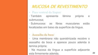 MUCOSA DE REVESTIMENTO
29
▪ Face ventral da língua:
▪ Também apresenta lâmina própria e
submucosa;
▪ Submucosa: as fibras musculares estão
localizadas em baixo da superfície da língua.
▪ Assoalho da boca:
▪ Uma membrana não queratinizada recobre o
assoalho da boca e aparece pouco aderida à
lamina própria;
▪ Na mucosa da língua a superfície adjacente
esta firmemente aderida.
 