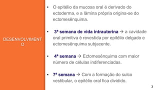 DESENVOLVIMENT
O
▪ O epitélio da mucosa oral é derivado do
ectoderma, e a lâmina própria origina-se do
ectomesênquima.
▪ 3ª semana de vida intrauterina  a cavidade
oral primitiva é revestida por epitélio delgado e
ectomesênquima subjacente.
▪ 4ª semana  Ectomesênquima com maior
número de células indiferenciadas.
▪ 7ª semana  Com a formação do sulco
vestibular, o epitélio oral fica dividido.
3
 