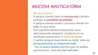 MUCOSA MASTIGATÓRIA
32
▪ Mucosa gengival:
▪ A gengiva constitui parte da mucosa oral e também
participa do periodonto de proteção;
▪ A gengiva inserida recobre o processo alveolar em
todos os seus lados;
▪ Sua superfície apresenta depressões rasas
alternadas entre elevações, resultando em um
pontilhado característico  Casca de laranja
▪ O epitélio gengival dependendo da região, pode ser
paraqueratinizado ou ortoqueratinizado;
▪ Tem os quatro estratos descritos para os epitélios
queratinizados, todos eles bem definidos.
 